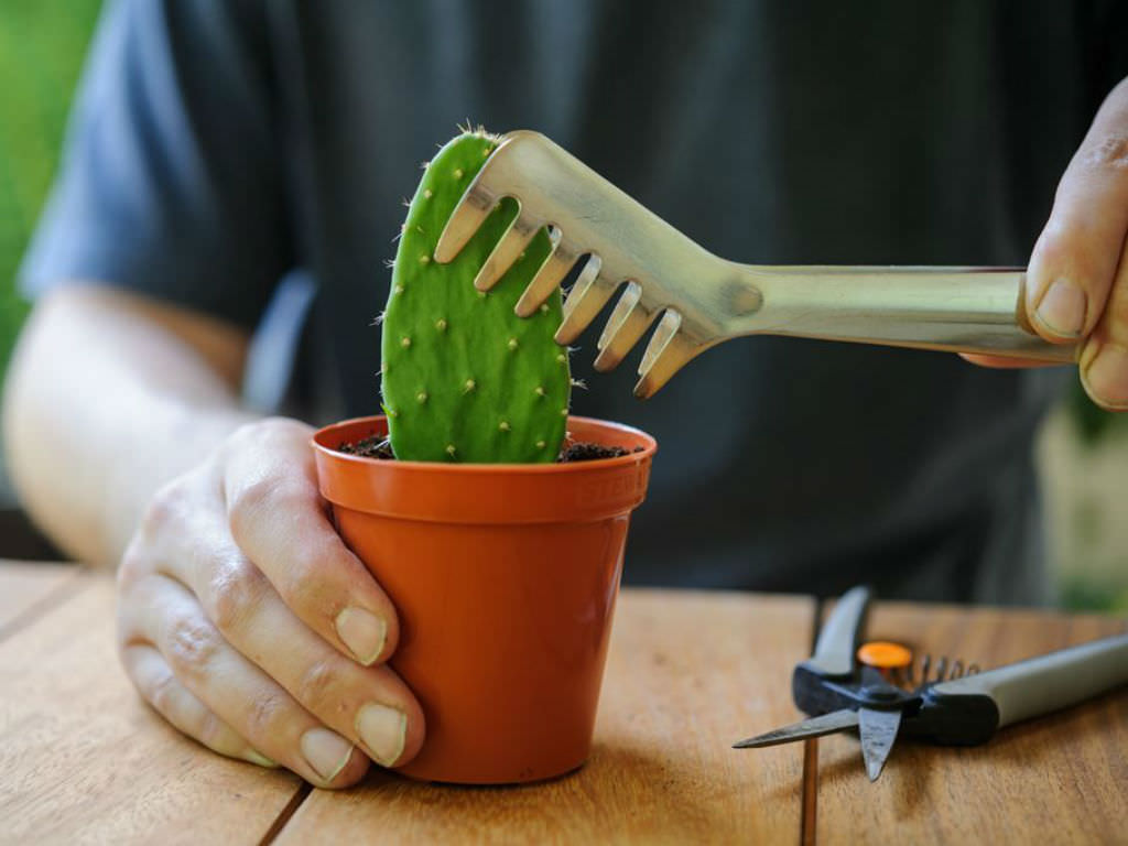 How To Grow And Take Cuttings From A Prickly Pear Cactus World Of Succulents