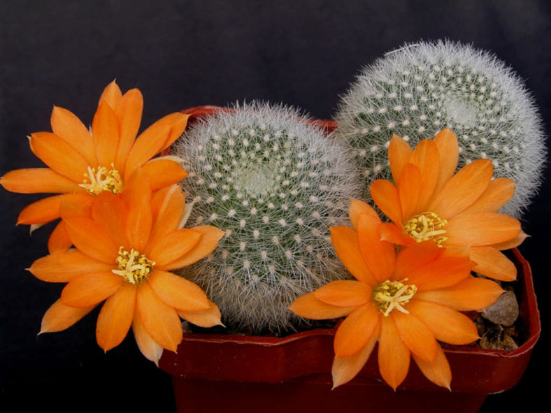 Rebutia muscula - Orange Snowball