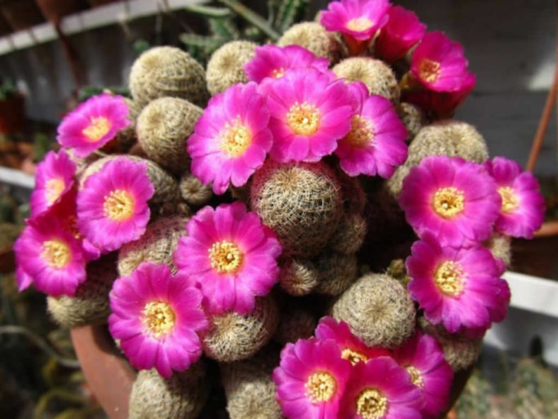 Rebutia steinbachii subsp. verticillacantha