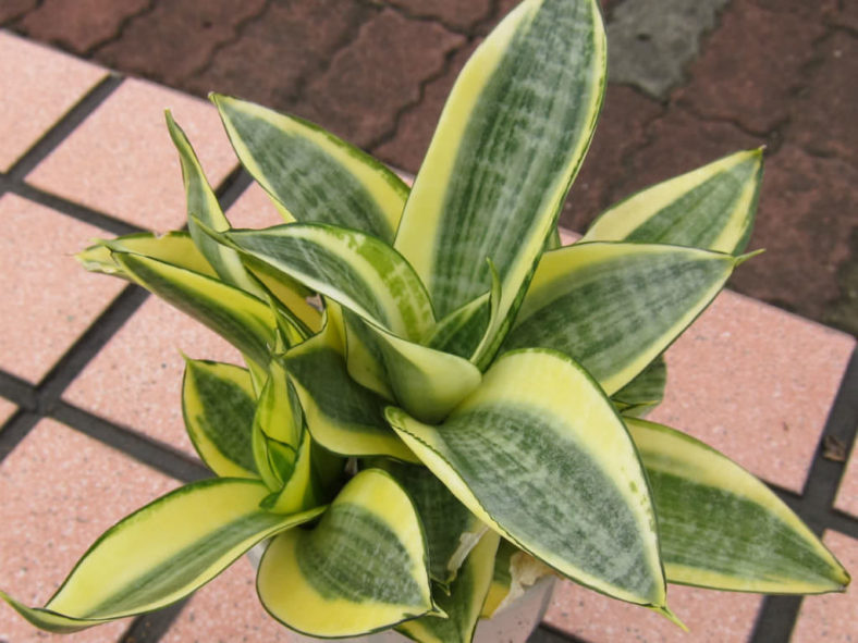 Sansevieria trifasciata 'Golden Hahnii' (Golden Bird's Nest Sansevieria)