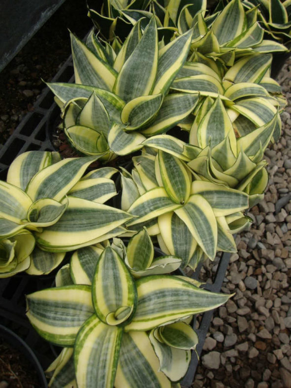 Sansevieria trifasciata 'Golden Hahnii' (Golden Bird's Nest Sansevieria)