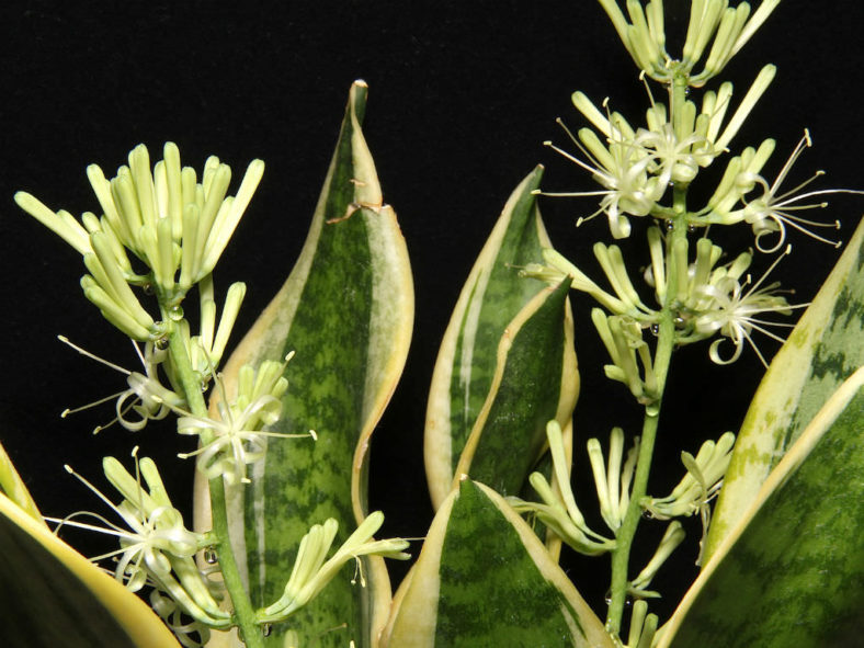 Sansevieria trifasciata 'Golden Hahnii' (Golden Bird's Nest Sansevieria)