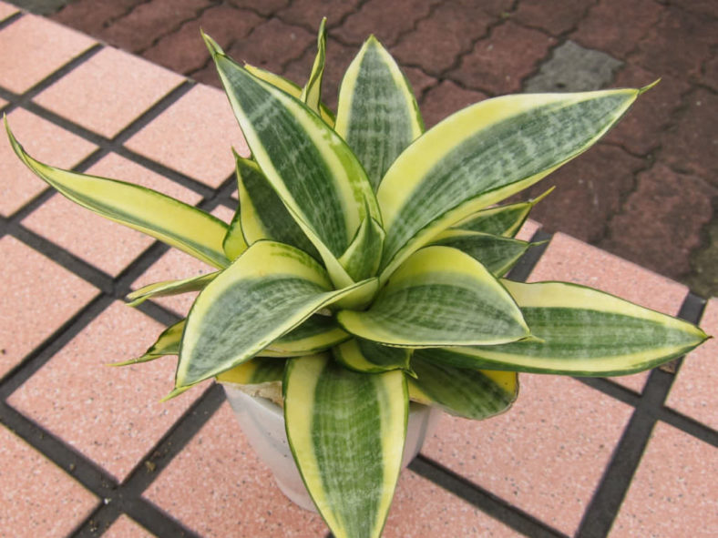 Sansevieria trifasciata 'Golden Hahnii' (Golden Bird's Nest Sansevieria)