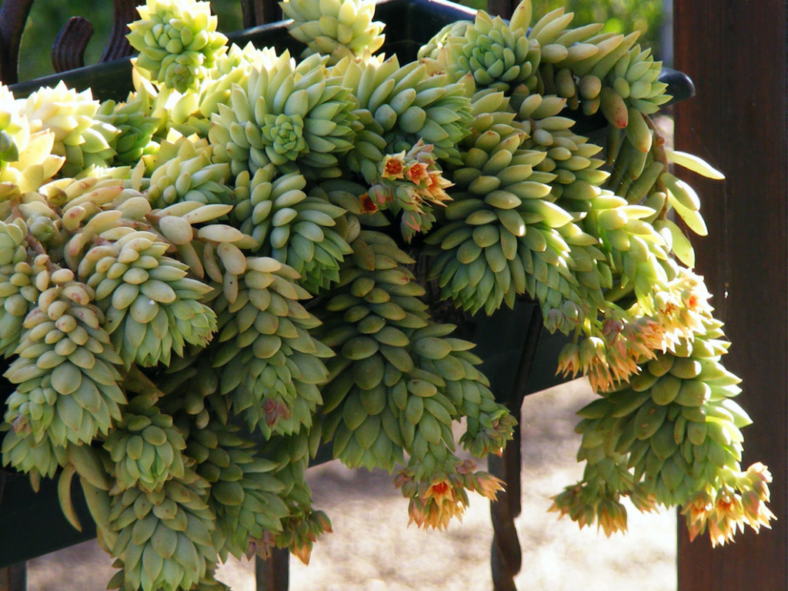 ×Sedeveria 'Harry Butterfield' (Super Donkey Tail)