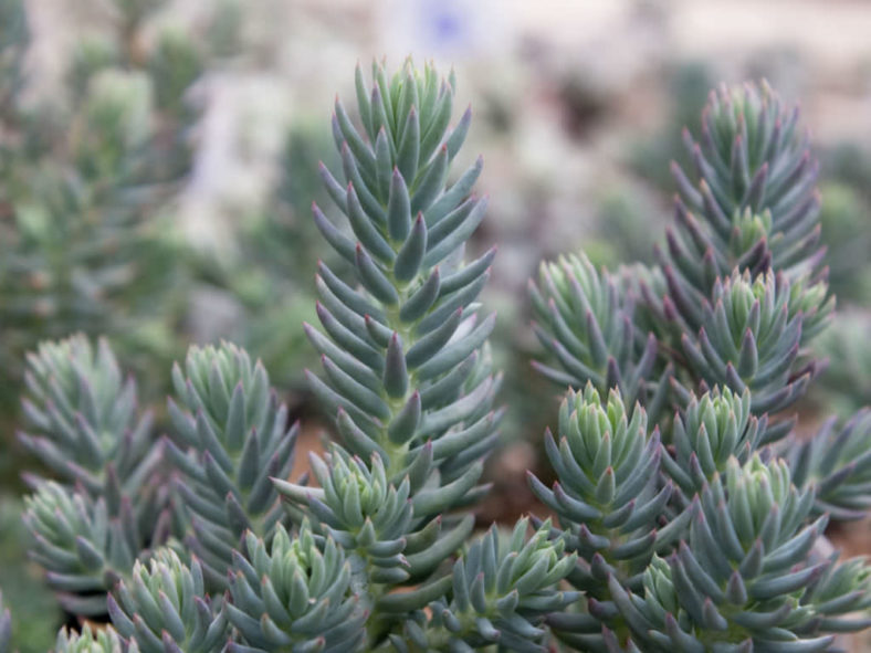 Sedum rupestre 'Blue Spruce' - Blue Spruce Stonecrop