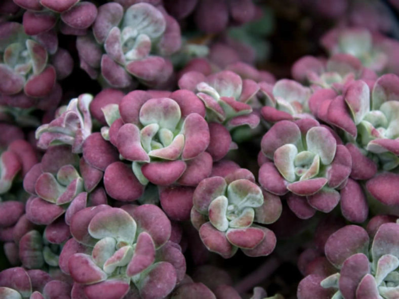 Sedum spathulifolium 'Purpureum' - Purple Broadleaf Stonecrop