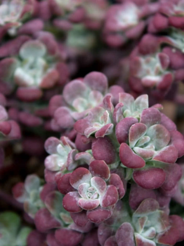 Sedum spathulifolium 'Purpureum' - Purple Broadleaf Stonecrop