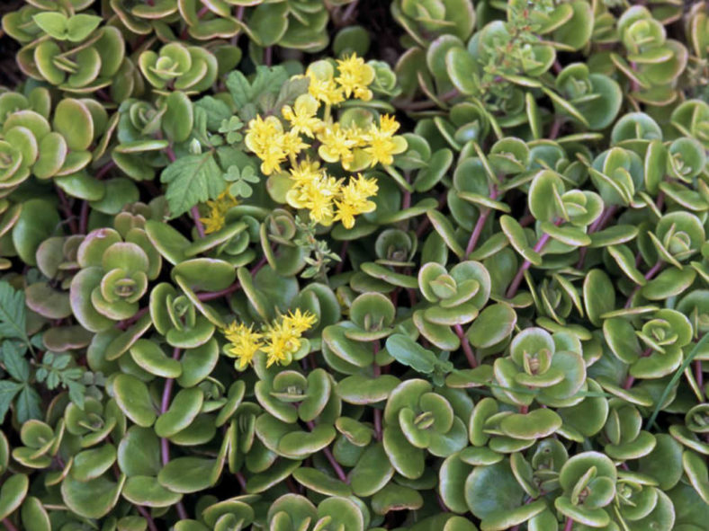 Sedum tetractinum 'Coral Reef' (Chinese Sedum)