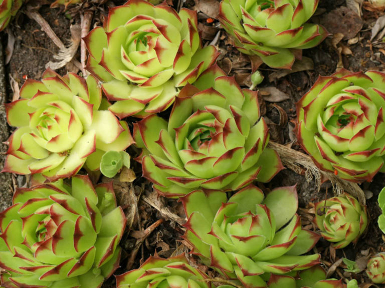 Sempervivum tectorum 'Royanum' - World of Succulents