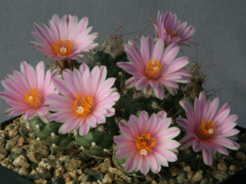 Turbinicarpus pseudomacrochele