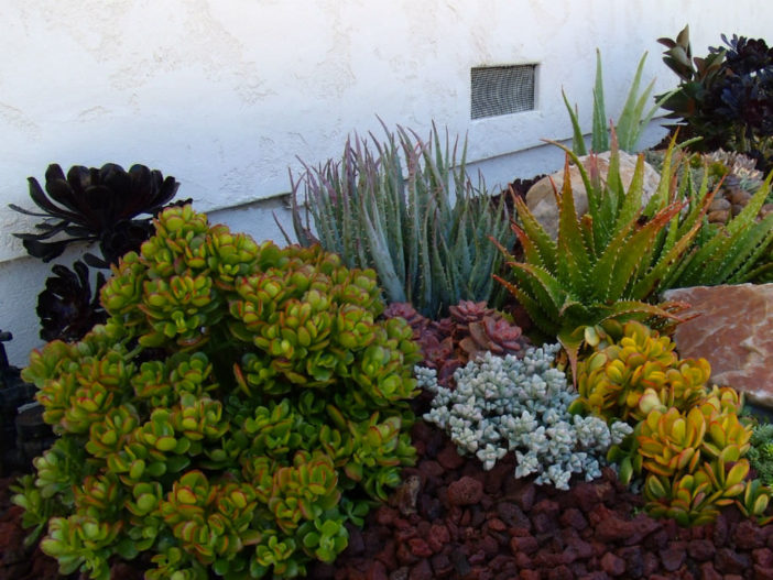 Ultimate Guide to Succulents - Types of Succulents