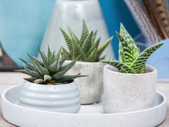 Ultimate Guide to Succulents - Types of Succulents