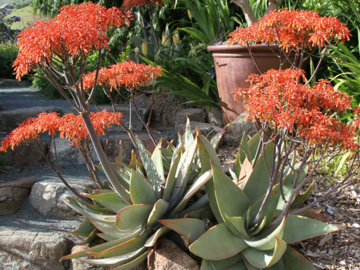 Aloe striata - Aloe corail