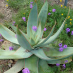 Aloe striata - Aloe corail