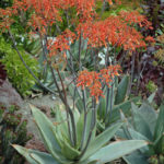 Aloe striata - Aloe corail