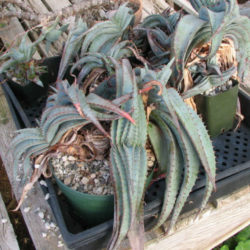 Aloe Suprafoliata (Book Aloe) - World Of Succulents