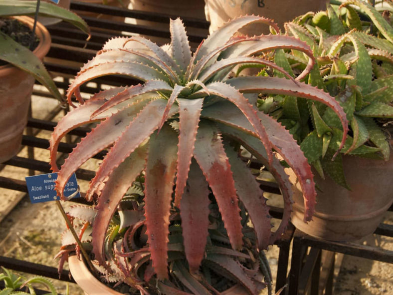 Aloe suprafoliata - Book Aloe