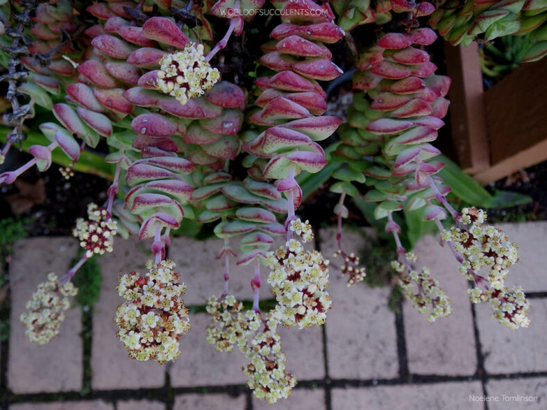 Crassula perforata subsp. kougaensis (String of Buttons)