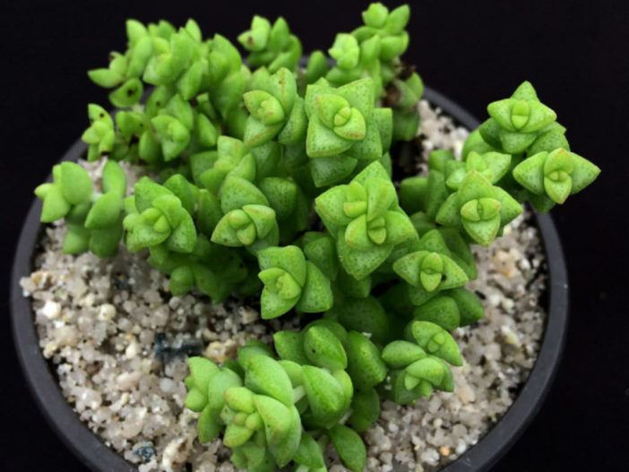 Crassula rupestris var. monticola - Rosary Vine