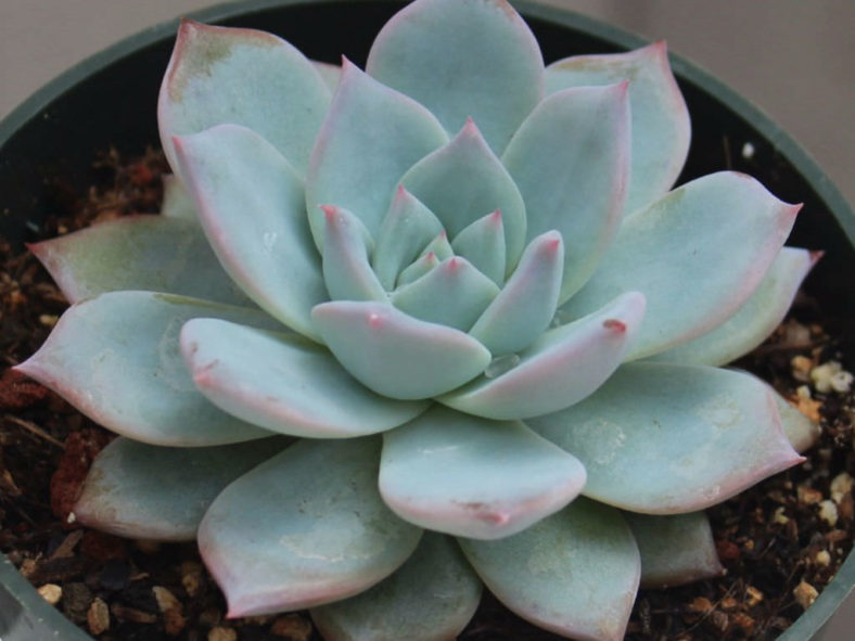 Echeveria 'Blue Bird'