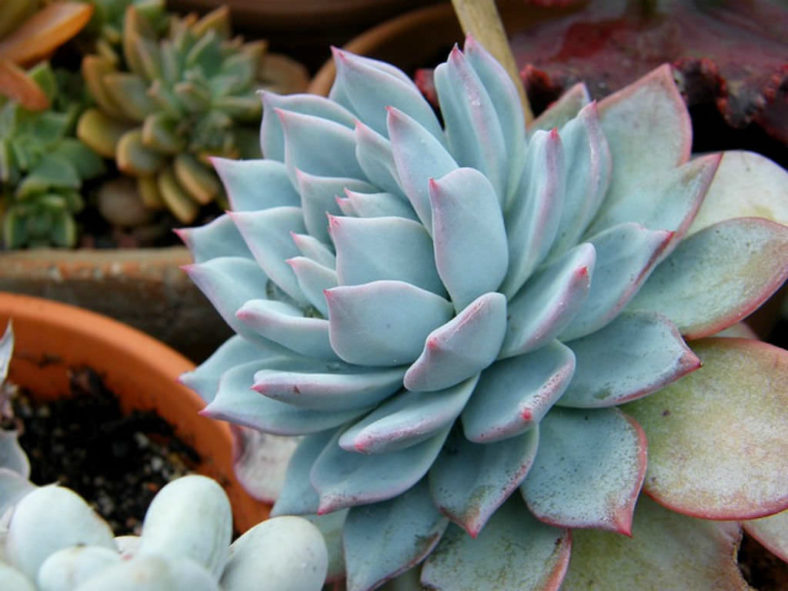 Echeveria 'Blue Bird'