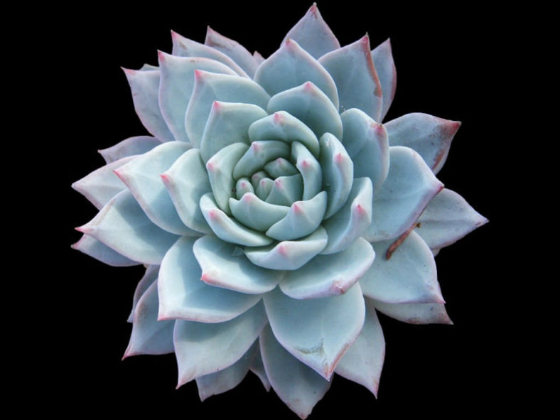 Echeveria 'Blue Bird'