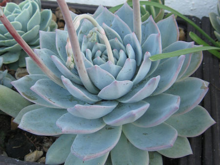 Echeveria 'Blue Bird' - World of Succulents