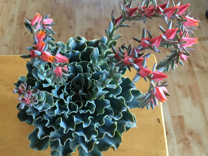 Echeveria 'Blue Frills'