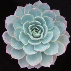 Echeveria 'Domingo' - World of Succulents