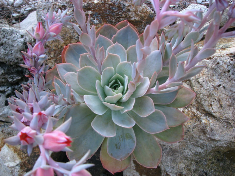 Echeveria 'Domingo' - Domingo Hen and Chicks