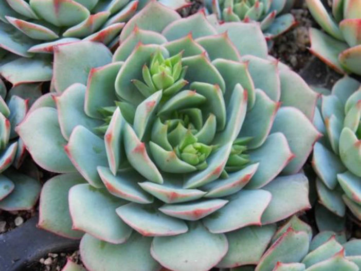 Echeveria 'Ramillete' - World of Succulents