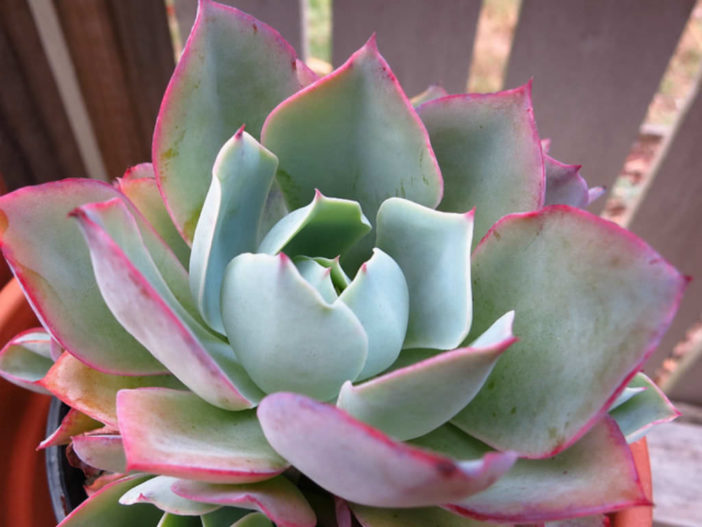 Echeveria 'White Rose'