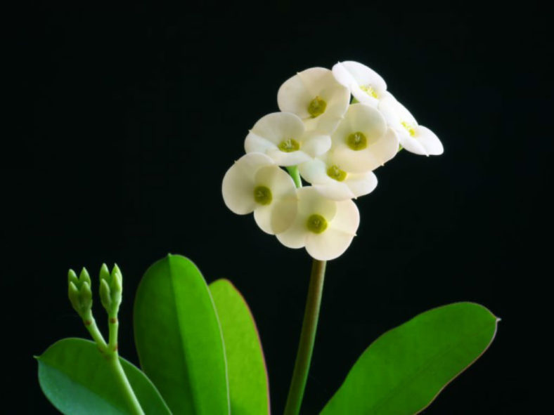 Euphorbia milii f. lutea (Yellow Crown of Thorns)
