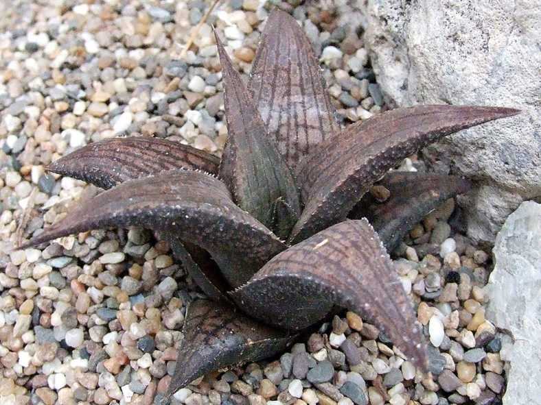 Haworthiopsis venosa (Breede Haworthia) aka Haworthia venosa