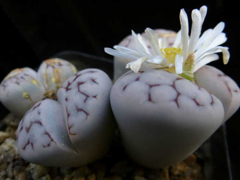 Lithops karasmontana - Karas Mountains Living Stone