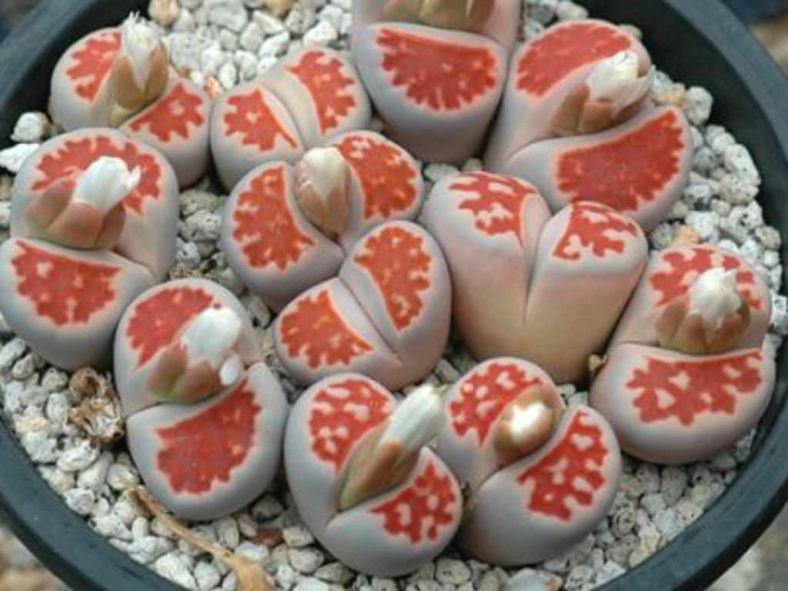 Lithops karasmontana 'Top Red'