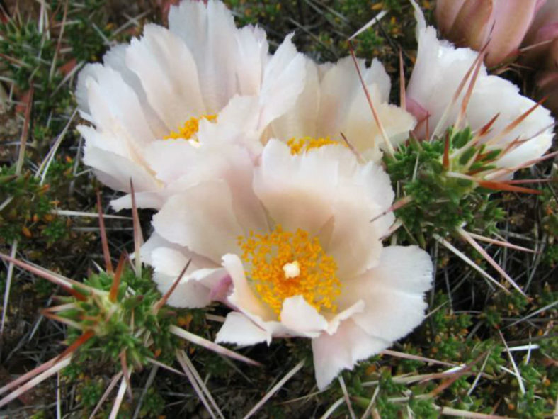 Maihuenia patagonica - Spiny Green Blanket