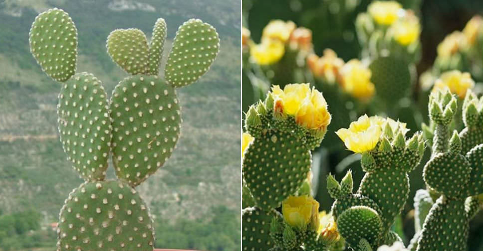 Opuntia microdasys var. pallida - Bunny Ears Cactus | World of Succulents