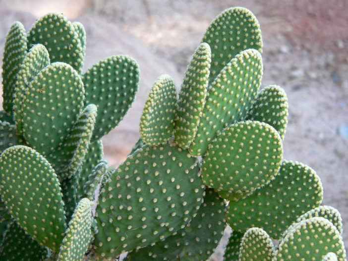 Opuntia microdasys var. pallida - Bunny Ears Cactus