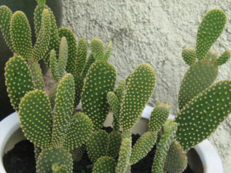 Opuntia microdasys var. pallida - Bunny Ears Cactus