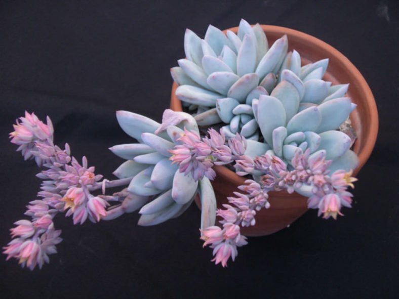 ×Pachyveria 'Powder Puff'