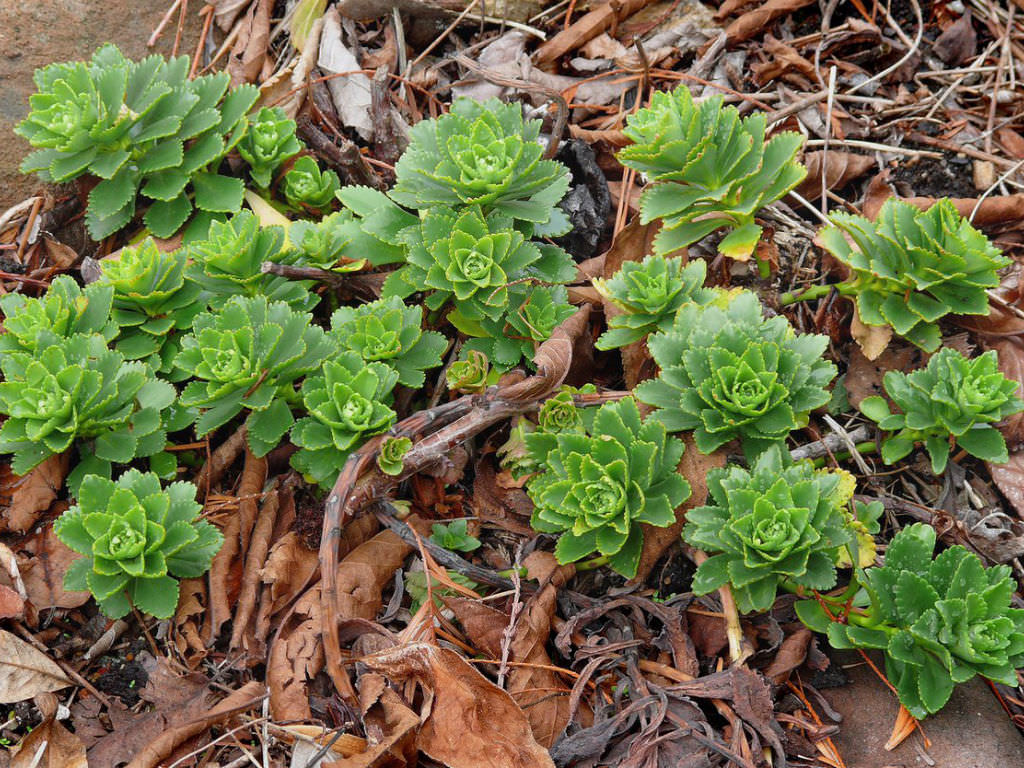 Phedimus takesimensis (Takeshima Stonecrop) aka Sedum takesimense