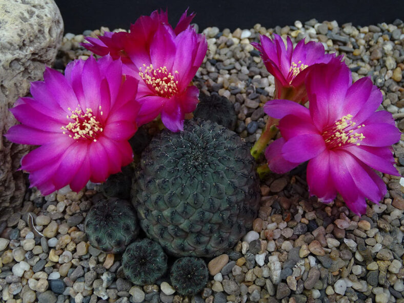 Flowers of Rebutia rauschii aka Sulcorebutia rauschii or Weingartia rauschii