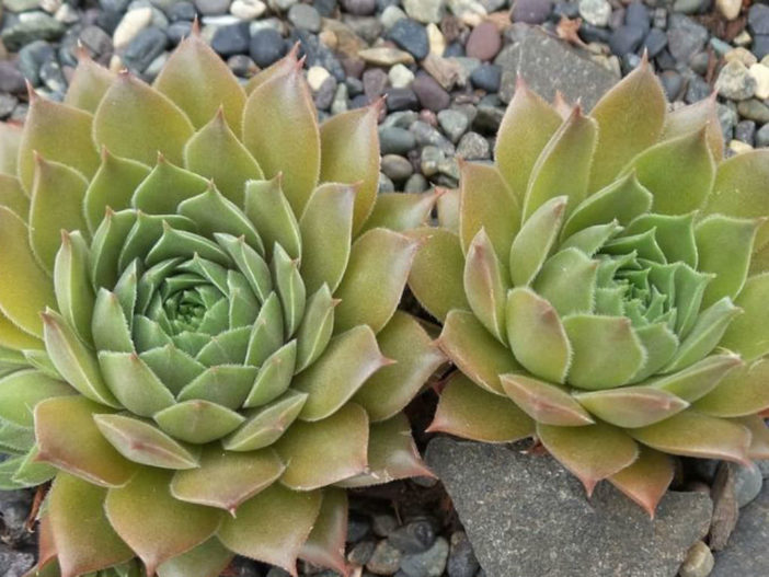 Sempervivum 'Unicorn'