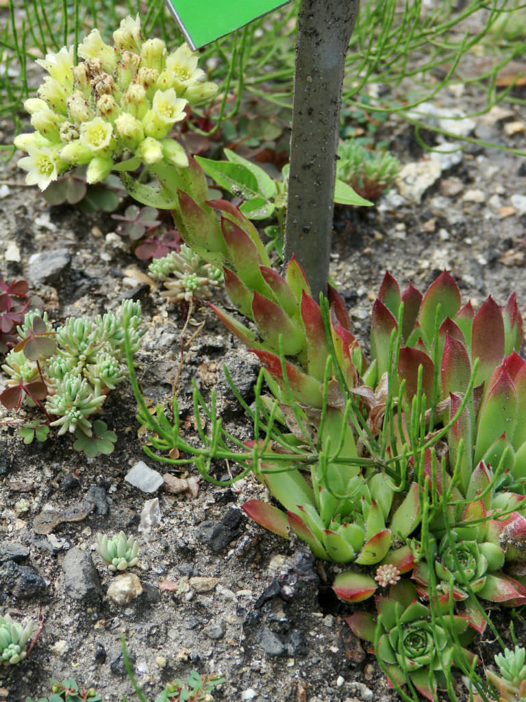 Sempervivum heuffelii (Job's Beard) - World of Succulents