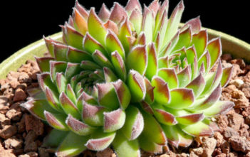 Sempervivum heuffelii (Job's Beard) Sempervivum heuffelii (Job's Beard)
