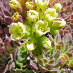 Sempervivum heuffelii (Job's Beard) - World of Succulents