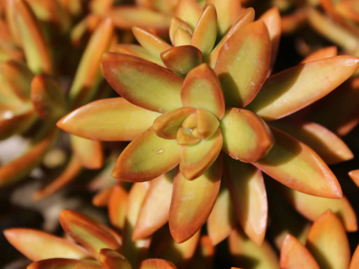 10 Stylish Succulents (Sedum adolphii)