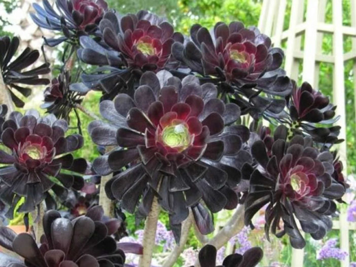 10 Stylish Succulents (Aeonium arboreum 'Zwartkop')