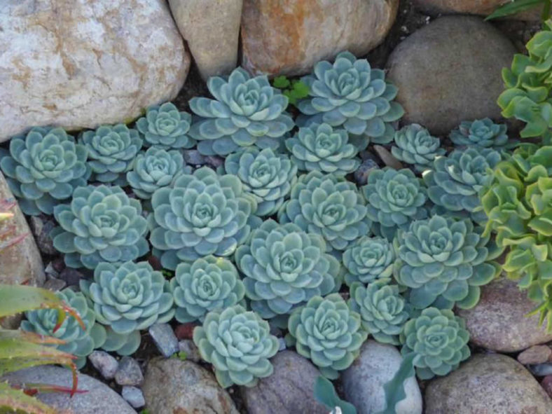 10 Stylish Succulents (Echeveria elegans)